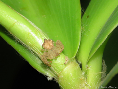 Epicadus trituberculatus