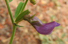 Vicia peregrina