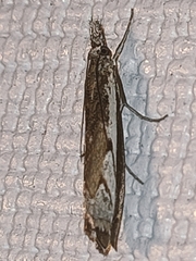 Platytes alpinella