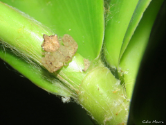 Epicadus trituberculatus