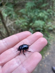Anoplotrupes stercorosus