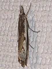 Platytes alpinella