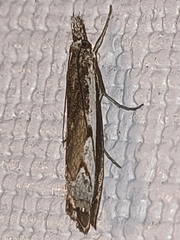 Platytes alpinella