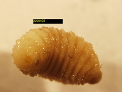 Torymidae