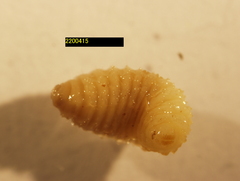 Torymidae