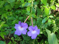 Achimenes longiflora