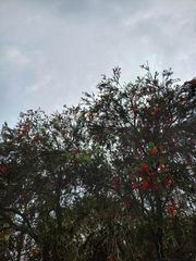 Melaleuca viminalis