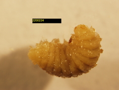 Torymidae