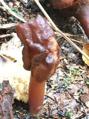 Gyromitra