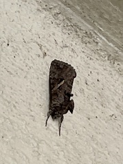 Ctenoplusia oxygramma