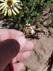 Ursinia pilifera