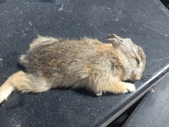 Leporidae