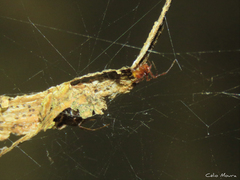 Nihonhimea tesselata