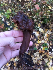 Gyromitra
