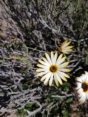 Ursinia pilifera