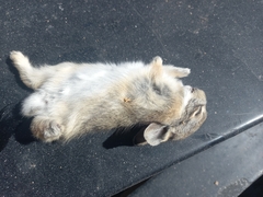 Leporidae