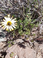 Ursinia pilifera