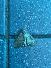 Condica