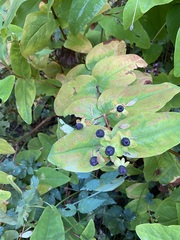 Hypericum androsaemum