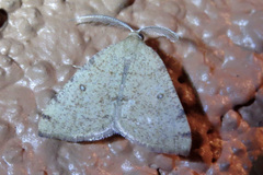 Numia bicoloraria