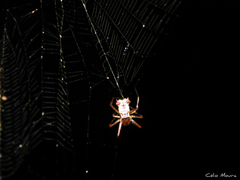 Micrathena fissispina