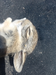 Leporidae