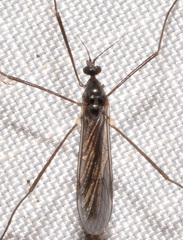 Gnophomyia tristissima