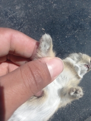 Leporidae