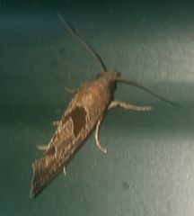 Pelochrista similiana