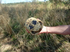 Testudo hermanni