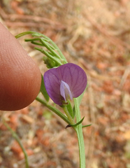 Vicia peregrina