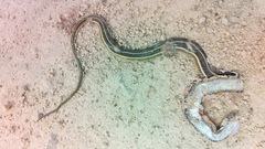 Thamnophis saurita septentrionalis