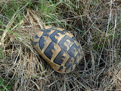 Testudo hermanni