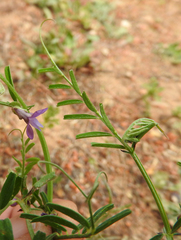 Vicia peregrina