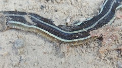 Thamnophis saurita septentrionalis