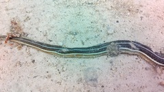 Thamnophis saurita septentrionalis