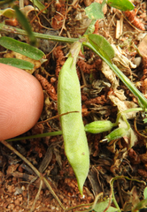 Vicia peregrina