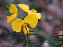 Dillwynia retorta