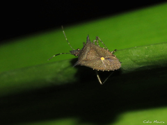 Proxys albopunctulatus