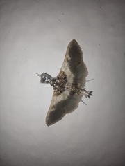 Apilocrocis brumalis
