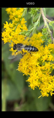 Colletes simulans armatus