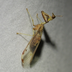 Dicromantispa interrupta