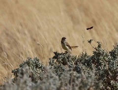 Prinia flavicans