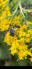Colletes simulans armatus