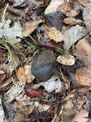 Pisolithus tinctorius