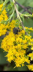 Colletes simulans armatus