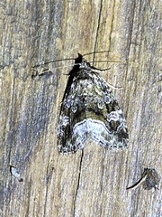 Protodeltote muscosula