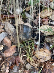 Pisolithus tinctorius