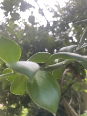 Pereskia