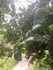 Pereskia
